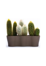 Resim Poliwork Üçlü Kaktüs Saksı 8,5 Cm 01487670 