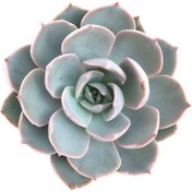 Resim Echeveria Morning Beauty Sabah Güzeli Sukulent 5 Adet 
