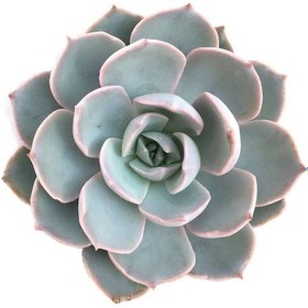 Resim Echeveria Morning Beauty Sabah Güzeli Sukulent 5 Adet 