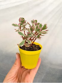 Resim Nura Botanik Sedum Tricolor 3 Renkli Sukulent 5.5 Cm Saksıda 
