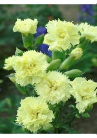 Resim Sarı Karanfil 40 50 Cm 4 Adet Saksılı/ Tüplü Çiçekli Bodur Bitki Dianthus Caryophyllus 