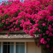 Resim 12 Adet Yapay Çiçek Buketi - Canlı Fuşya Renkli Plastik Bougainvillea Stili, İç Mekan/Dış Mekan Dekoru, Düğünler, Anneler Günü, Mezuniyet, Juneteenth için, Pil Gerektirmez, Tüm Mevsim Ev & Bahçe Süslemesi, Trachelium Düzeni, Gerçekçi Yapraklar, Dayanıklı, Tatil Dekorasyonu 