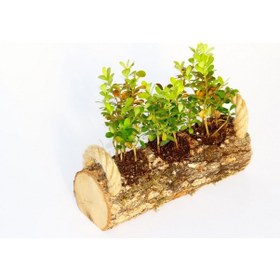 Resim Trio Set Ahşap Dekoratif Sukulent 3 Adet 