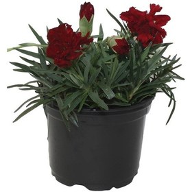 Resim Farklı Renklerde Rengarenk Karanfil Çiçeği 4 Adet Saksılı Avantajlı Ürün 15-25cm 