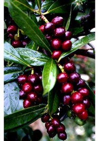 Resim 2 Yaşında Karayemiş Fidanı Prunus Laurocerasus Sağlıklı Ve Uz 