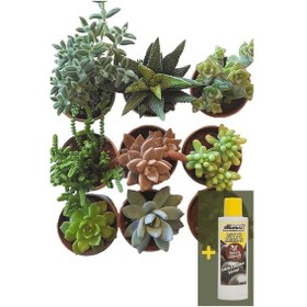 Resim Sukulent 9'lu set + Sukulent Besini 225 ml 