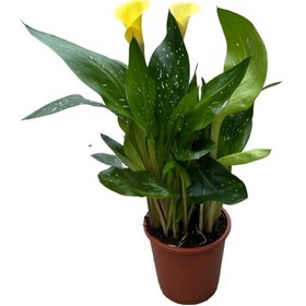 Resim Calla Lilly 'yellow' Gala Çiçeği 