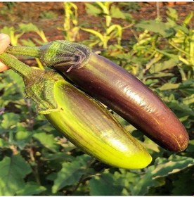 Resim Bangladeshi Long Patlıcan Tohumu 15 Tohum 1 Set 