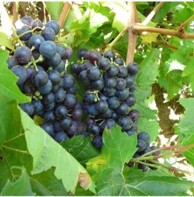 Resim Tüplü Şaraplık Kalecik Karası Üzüm Fidanı 