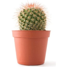 Resim Bitkim Sende Çiçekli Çilli Begonya Çiçeği Sevgililer Gününe Özel Kaktüs 