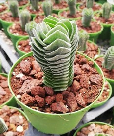 Resim Bitkim Sende Kampanyalı Buda Sukulent Crassula Buddha's Temple Özel Tür 