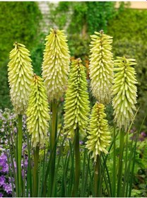 Resim Kniphofia Ice Queen Fener Meşale Çiçeği Zambağı Soğanı 1 Adet 