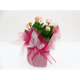 Resim Pembe Kalanşö Çiçeği - Hediyelik Yılbaşı Çiçeği 