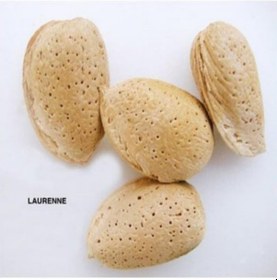 Resim Tüplü Aşılı Verimli Tam Bodur Laurenne Badem Fidanı 