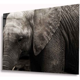 Resim Miyrem Glasses Collection -a1^ Fil Cam Tablo 