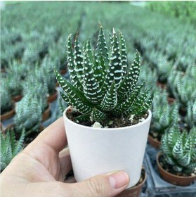 Resim Tomurcuk Trend Haworthia Zebra (Haworthia Fasciata) - Canlı Zebra Sukulent 