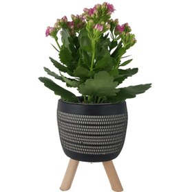 Resim Pembe Kalanşo Siyah Damla Saksıda Kalanchoe 