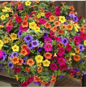 Resim Padalink Balkon, Bahçe Ve Teraslar İçin 100 Adet Kolay Yetişen Sarkan Petunya Tohumu 