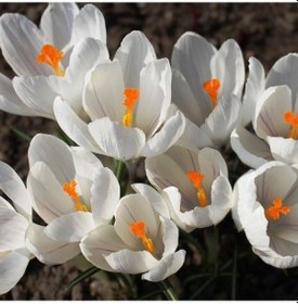 Resim Süt Beyazı Jeanne Darc Çiğdem Soğanı 5 Adet 