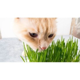 Resim 10.000 Adet Kedi Çimi Tohumu Ve 8 Litre Kedi Çimi Ekim Torfu 