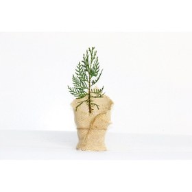 Resim NİKAH ÇAMI 50 ADET - ÖZEL GÜN FİDANI (Mazı-Thuja Orientalis) 