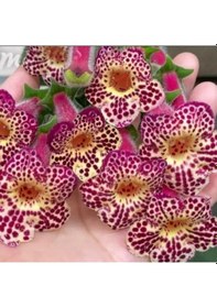 Resim Özel Çeşit Ni's Whence Kohleria Japon Küpelisi Çiçeği Fidesi Mini Potta 