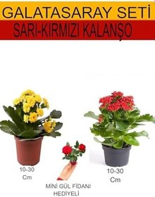 Resim Avantajlı Ürünler 2'li Takım Seti Sarı-Kırmızı Kalanşo Kırmızı Gül Fidanı 