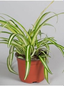 Resim Yeşil Kurdele Çiçeği Chlorophytum Comosum İç Mekan Çiçeği 20-30Cm, SRD04022025BYB1128 