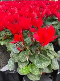 Resim Videolu Canlı Kırmızı 1 Adet Sıklamen Çiçeği Saksılı 25-50Cm (Cyclamen) 