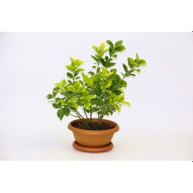 Resim Bonsai Taflan 2 Adet 