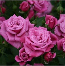 Resim Tüplü Koleksiyonluk Jacaranda Yediveren Gül Fidanı 