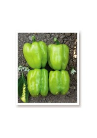 Resim AGRodal Tarım Ata Tohumu Tatlı Kandil Dolma Biberi 100 Adet Tohum 