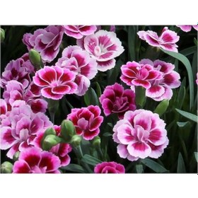 Resim Pembe Çin Karanfili Çiçeği 10 Adet 