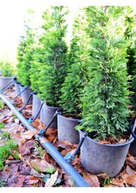 Resim Videolu Limon Selvi Limon Kokulu 10 Adet Saksılı/ Tüplü 30-50 Cm Cupressus Macrocarpa 