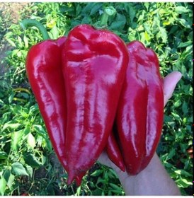 Resim Geleneksel Ata Tohumu Salçalık Kızartmalık Tatlı Kırmızı Kapya Biberi Tohumu 70 Tohum 