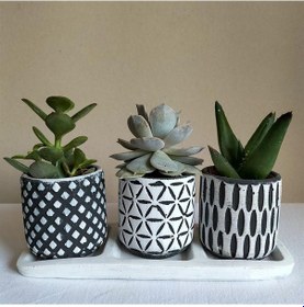 Resim Echeveria & Sedum 3'lü Sukulent Seti | Desenli Seri 