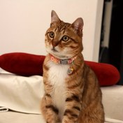Resim Çıngıraklı Işıltılı Çiçek Desenli Dantel Evcil Hayvan Tasması - Renkli Ayarlanabilir Kolye Kediler ve Köpekler için, Polyester Lif 