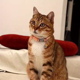 Resim Çıngıraklı Işıltılı Çiçek Desenli Dantel Evcil Hayvan Tasması - Renkli Ayarlanabilir Kolye Kediler ve Köpekler için, Polyester Lif 