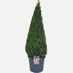 Resim Buxus Pyramit Akdeniz Bitkisi 40 cm 