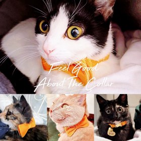 Resim Cat collar with bell named cat collar 745094 - Yellow Collar / S/M 16-26cm 