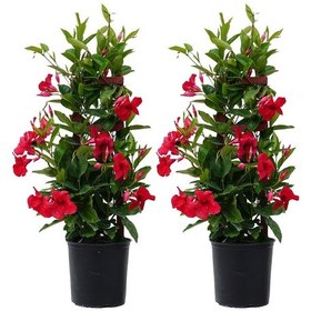 Resim Mandevilla Sarmaşığı - Kırmızı 80-100cm 