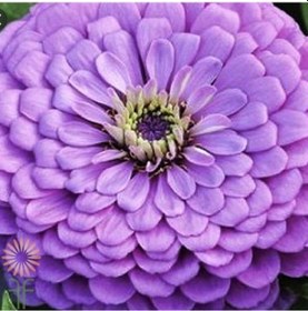 Resim Dahlia Çiçekli Dream Rosy Lavender Zinya Çiçeği Tohumu 40 Tohum 