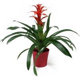 Resim Guzmanya Çiçeği - 