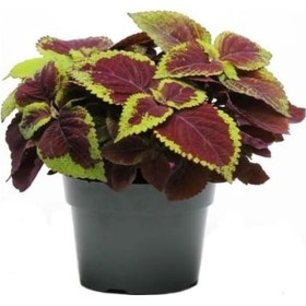 Resim Renkli Yapraklı Yaprak Güzeli Çiçeği Sevgililer Gününe Özel Kurdele Çiçeği 