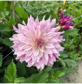 Resim Özel Tür Labyrinth Twotone Dahlia Yıldız Çiçeği Yumrusu (1 Adet) 