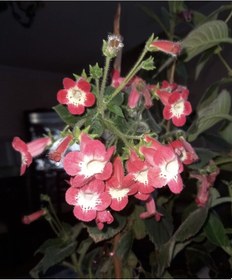 Resim Özel Tür Nis Lima Kohleria Japon Küpelisi Çiçeği Fidesi Mini Saksıda 