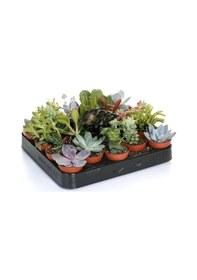 Resim Sukulent Mix - Karışık Sukulent Seti 10 Adet 