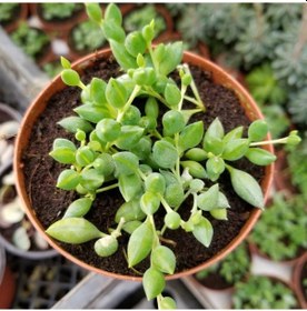 Resim Söbe-boncuk Çiçeği Sukulent.senekio klenia Rowleyanus 8 Cm 