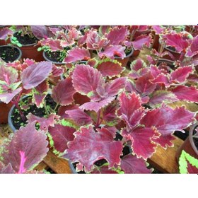 Resim Yaprak Güzeli Kolyos Çiçeği 