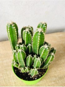 Resim SUKULENTİSTANBUL Cereus Peruvianus -florida-radrasyon Emici Kaktüs 